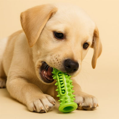 Jouet pour chien  jouet vert dans la bouche d’un chien