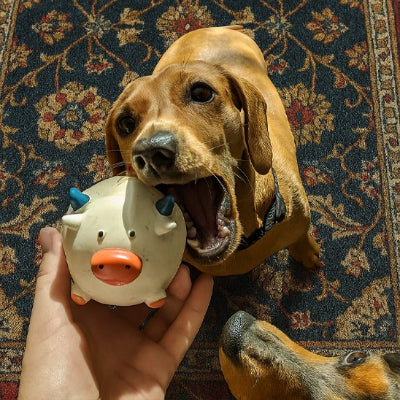 Jouet pour chien​ vache dans la bouche d un chien