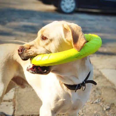 Jouet pour chien vert au cou et la bouche