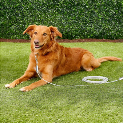 Laisse chien gris clair couche sur le gazon bien et confortable cedre 