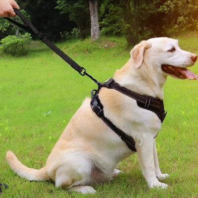 Laisse chien noir assis confortable sur la pelouse mains maitre