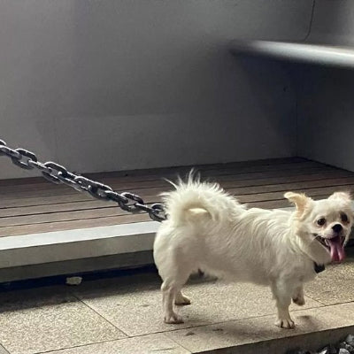 Laisse chien Solide robuste et confortable petit chien