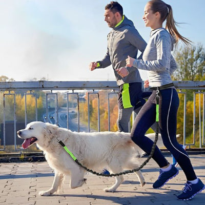 Laisse chien solide ultra resistante chien balade avec son maitre