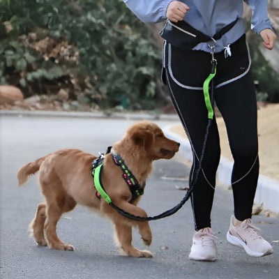 Laisse chien solide ultra resistante vert marche dans la rue maitre