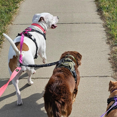 laisse double pour chien marche antre chien