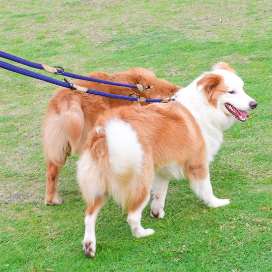laisse double pour chien marcheparfait bleu