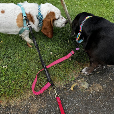 laisse double pour chien rose rouge tete couche nez