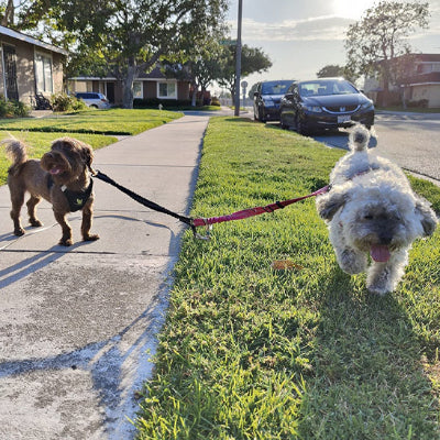 laisse double pour chien  voiture maison pelouse