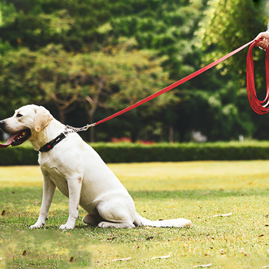 laisse pour chien achemin rouge assis