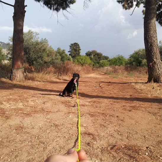 laisse pour chien anti traction arbre terre battue