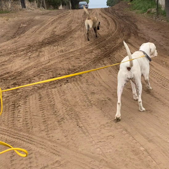 laisse pour chien anti traction jaune terre battue