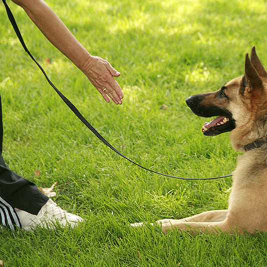 laisse pour chien anti traction noir main maitre
