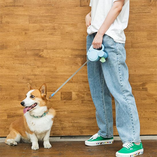 laisse pour chien assis bleu maitre debout mur bois 