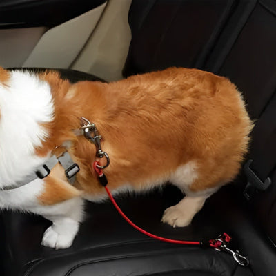 laisse pour chien attache sur une chaise auto