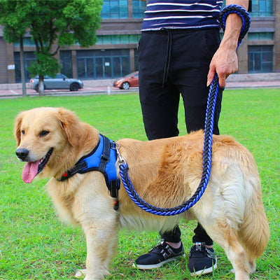 laisse pour chien boyau noir bleu cour ecole