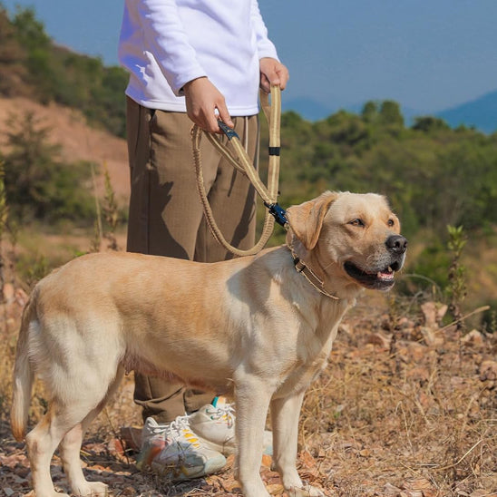 laisse pour chien maitre montagne souplement kaki