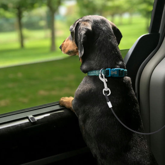 laisse pour chien routelha cote porte