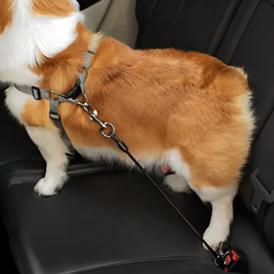laisse pour chien routelha debout auto