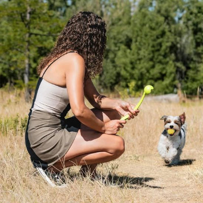 lanceur de balle pour chien dans la bouche dun petit chien face a son maitre