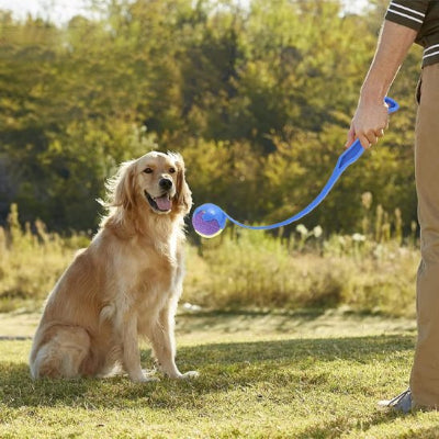 lanceur de balle pour chien dans la main du maitre chien assis le regargde