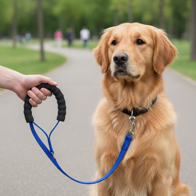 longe chien bleu grande marche arbres maitre