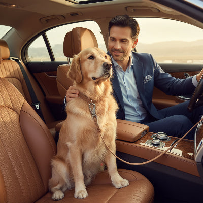 longe chien marron assis voiture maitre 