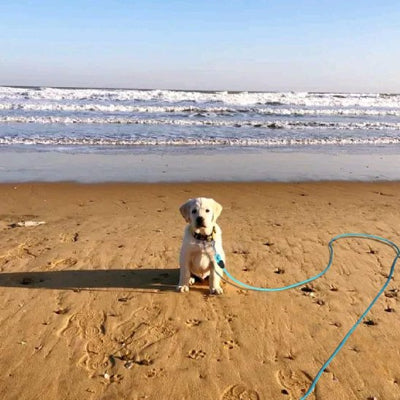 longe pour chien adventure freedom bleu plage