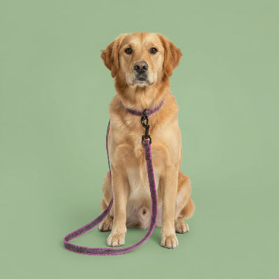 longe pour chien assis rose latex