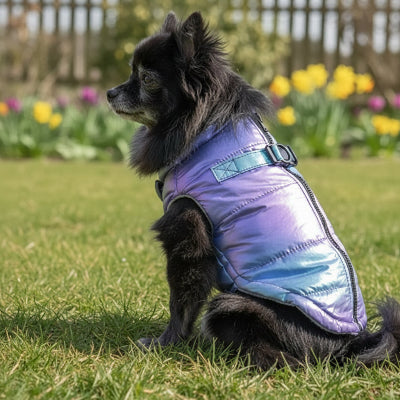 Manteau Chien bleu assis dans une cour