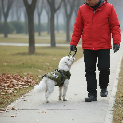 manteau chien vert promene avec son maitre trottoir 