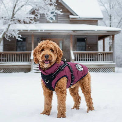 manteau chien violet au froid devant sa maison