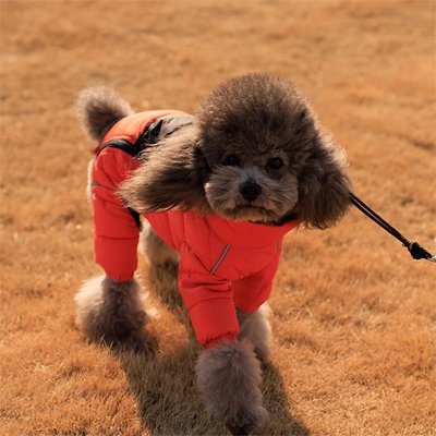 Manteau pas cher pour Chien chaud et irresistible petit chien orange  