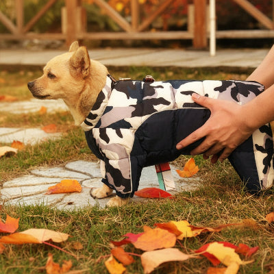 manteau pour chien bleu fonce cour avec son maitre