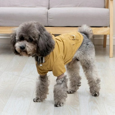 manteau pour chien khaki au salon