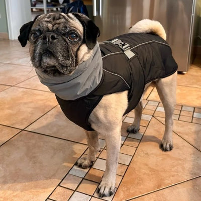 Manteau pour chien noir dans la cuisine
