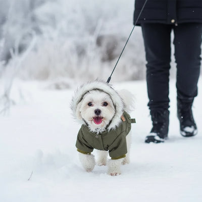 manteau pour chien vert balade avec son maitre dans froid