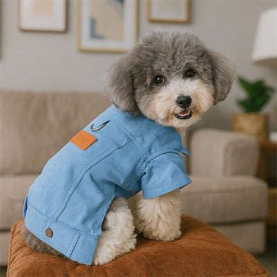 Manteau pour petit chien assis cousin au salon