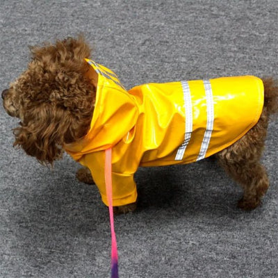 Manteau pour petit Chien jaune prend une marche paisible