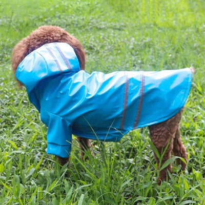 Manteau pour petit Chien promene sur du gazon confotable