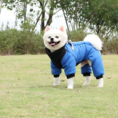 manteaux pour chien bleu sur pelouse arbres sur cote