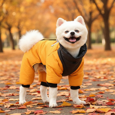 manteaux pour chien jaune orange bien confortable automne 