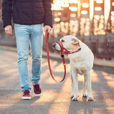 muselière anti aboiement pour chien contrôle respirante rouge