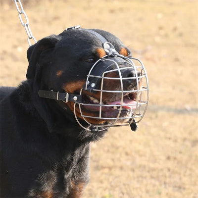 museliere au visage du chien sur un terre battue