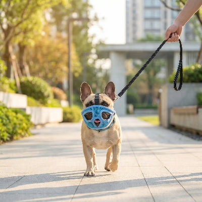 museliere bouledogue ajustable et doux bleu chien balade