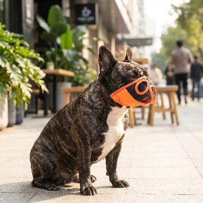 muselière bouledogue français ajustement parfait chien assis