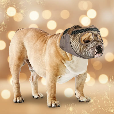 muselière bouledogue français ajustement-parfait-gris    