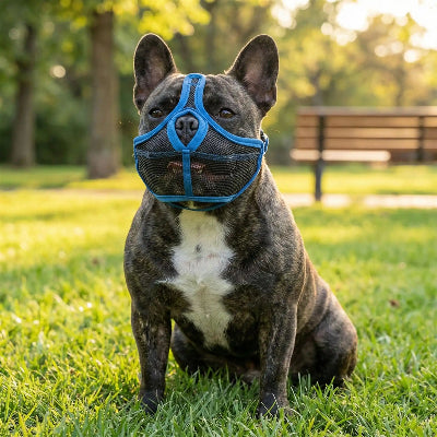 muselière bouledogue francais force en confort chien sur la pelouse