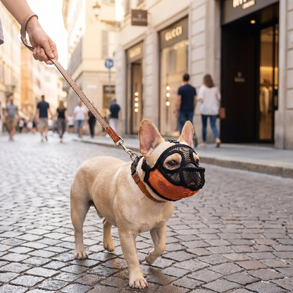 muselière bouledogue francais orange se balade sur une rue