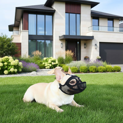 muselière bouledogue français petitt 