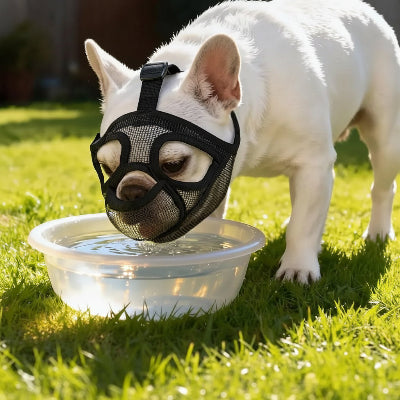 museliere bouledogue respirante confort aux balades chien boire eau